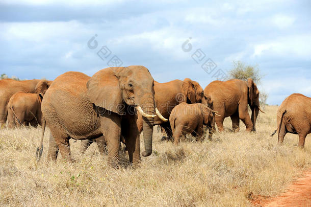肯尼亚国家公园的大象
