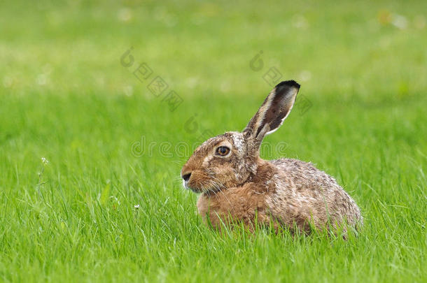 欧洲野兔-欧洲野兔