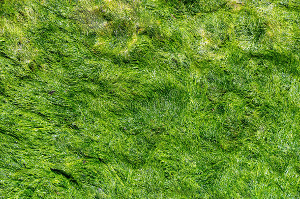 海藻的绿色背景。 石头与明亮的海藻特写。
