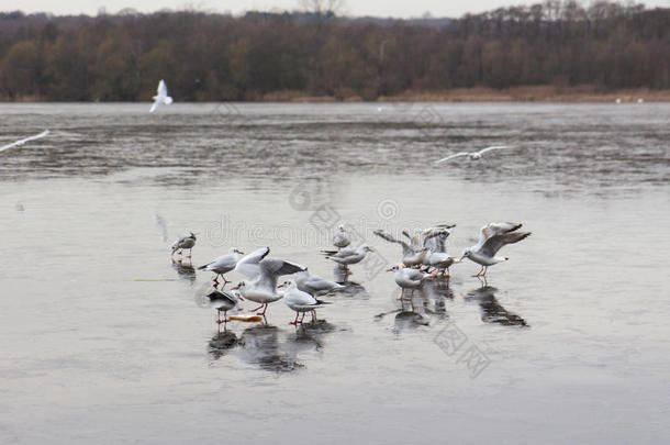 一个结冰的湖面上有鸭子和鸟