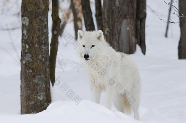 北极狼犬狼疮arctos站在加拿大的冬季雪中