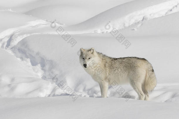 一只孤独的北极<strong>狼</strong>犬<strong>狼</strong>疮，在加拿大冬天的雪中，在白色<strong>背景</strong>上分离出来