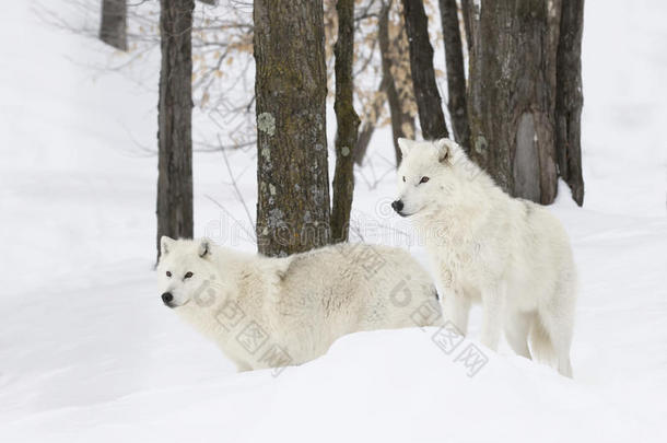 北极狼犬狼疮arctos站在加拿大的冬季雪中