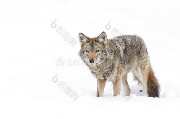 一只孤独的郊狼(；CanisLatrans)；孤立在白色背景上，站在加拿大的冬季雪中