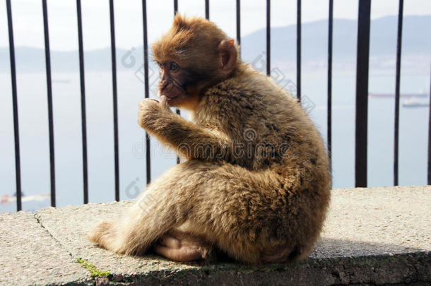 柏柏尔猴子吮吸它的拇指