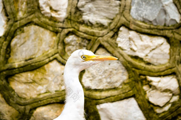 牛白鹭鸟徘徊在石墙上