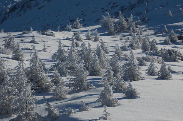 黎巴嫩山区的一群小雪松