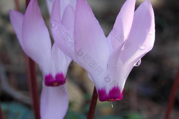 春天是一对紫色和白色仙客来花的双胞胎