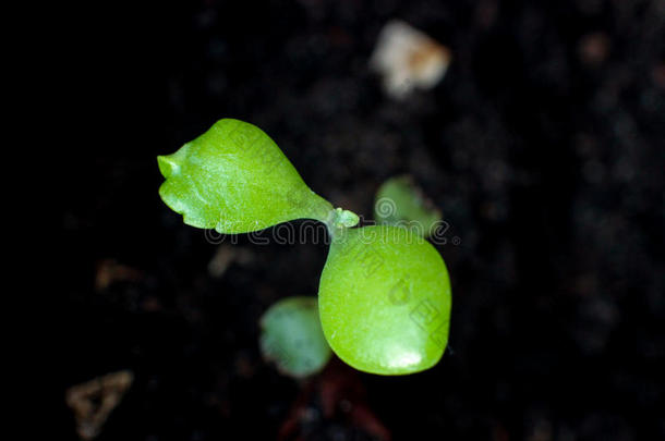 绿色芽，绿色芽，小植物，生长的开始，从大豆中发芽