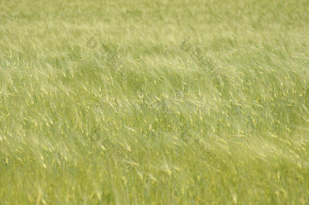 小麦大麦的绿色田野