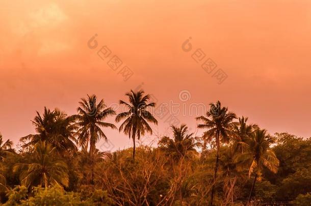 美丽的傍晚风景自然棕榈