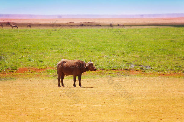 非洲水牛独自在肯尼亚萨凡纳放牧