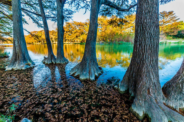 在德克萨斯州清澈的弗里奥河上落叶。