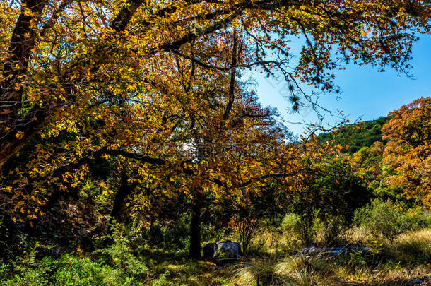 德克萨斯州失落的枫树州立公园的落叶。