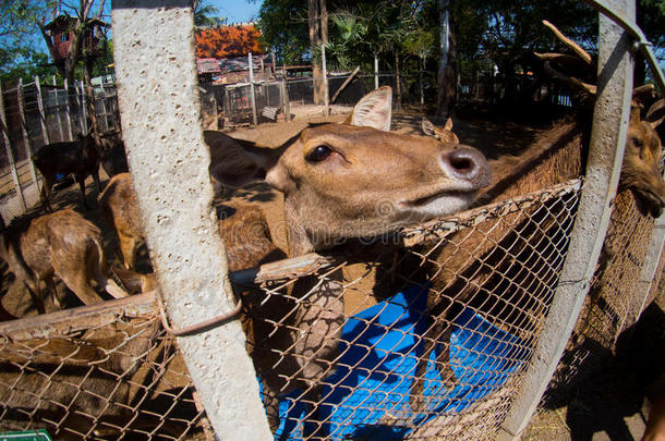 泰国一个小<strong>动物园</strong>里的鹿。