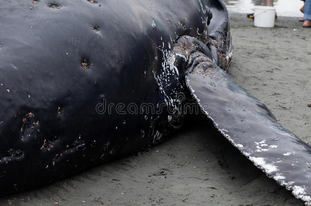 幼年座头鲸冲上岸死亡