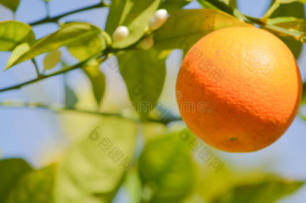 佛罗里达州坦帕湾野餐岛公园的一棵树上多汁的甜佛罗里达橘子