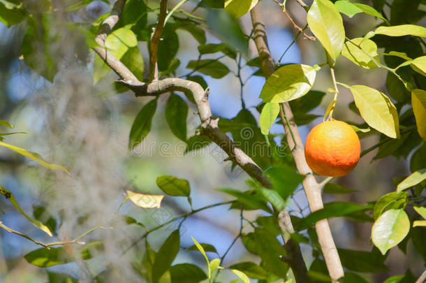 佛罗里达州坦帕湾附近一棵树上多汁的甜佛罗里达橘子