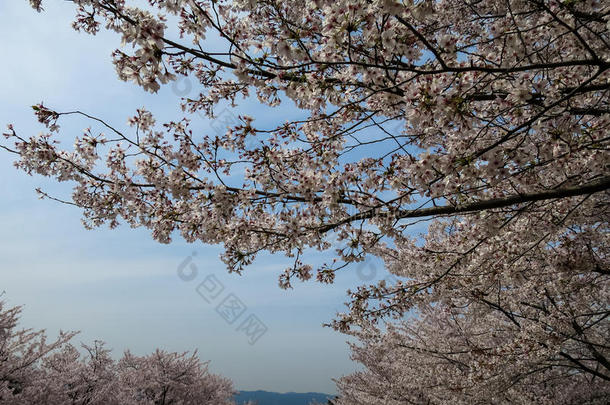 盛开的<strong>粉</strong>红色<strong>樱花</strong>或<strong>樱花</strong>与蓝天