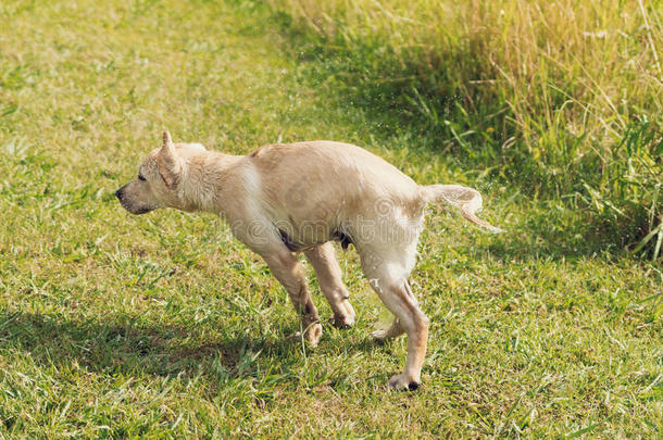 动物黑色犬科动物巧克力特写镜头