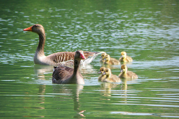 湖上的棕<strong>色母</strong>鸭和幼鸭