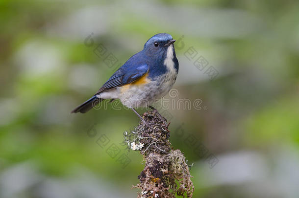 鸟，<strong>蓝鸟</strong>，喜马拉雅蓝尾塔西格鲁菲拉特斯