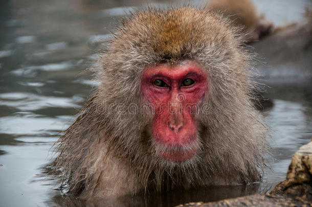 日本长野温泉县的一只猕猴