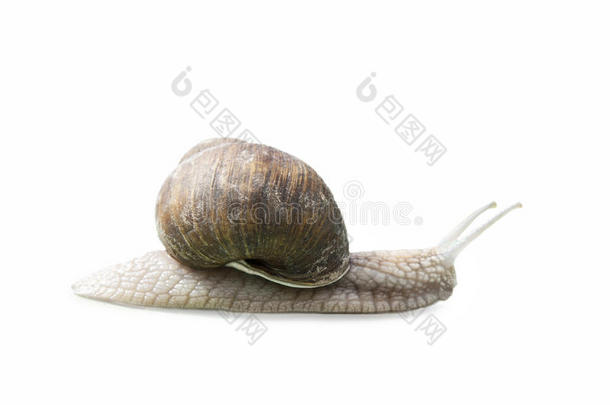 勃艮第蜗牛螺旋，罗马蜗牛，可食用蜗牛，白色分离的蜗牛