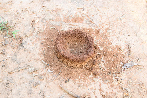 蚂蚁`在地上筑巢