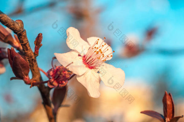 蓝色背景上白色梅花的枝条。 花卉背景