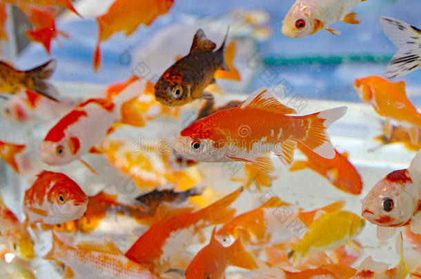 水族馆宠物店里的金鱼