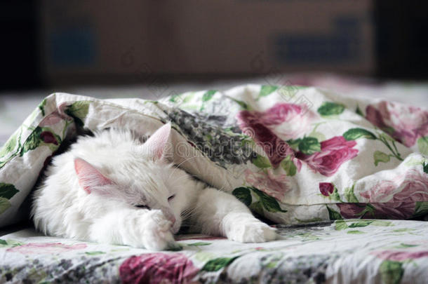 白猫睡觉
