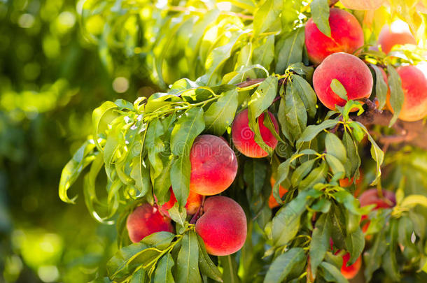 夏季果园树上新鲜成熟的桃子