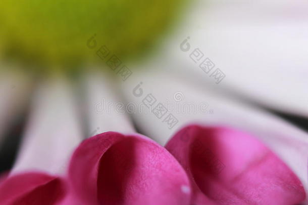 关闭粉红色紫罗兰新鲜花瓣的美丽花朵