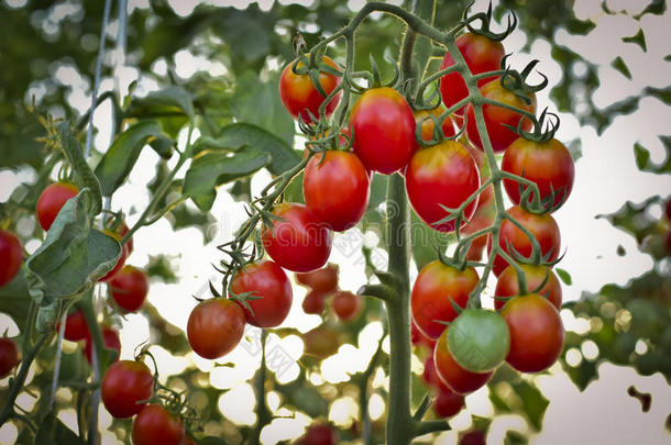 有机农场鲜樱桃番茄挂枝