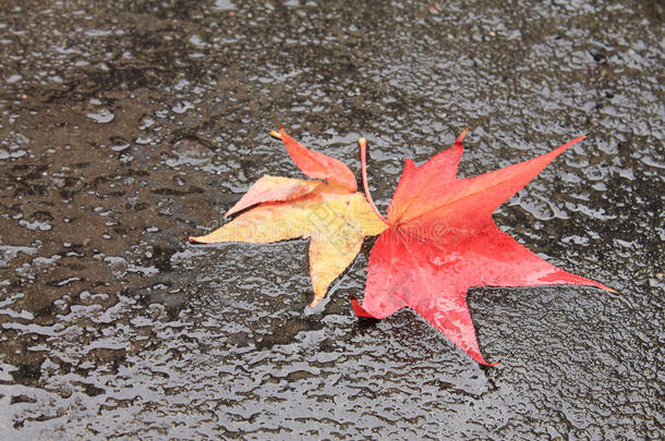 在雨天，黄色的红色枯树叶子躺在黄色的红色枯树叶子上，躺在潮湿的地板街道上