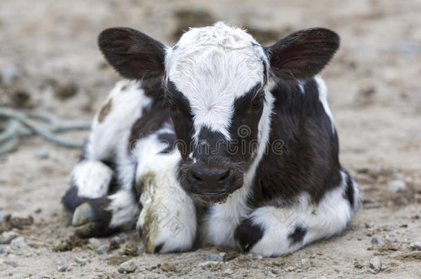在奥塔瓦洛的动物市场上有黑白相间的奶牛