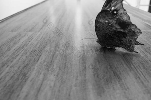 美丽的蝴蝶是枯木纹理，黑白颜色的形状。