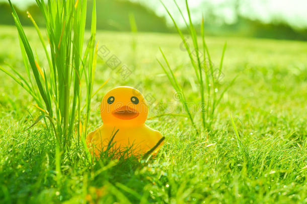 可爱的黄色橡胶鸭子在草地上
