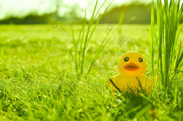 可爱的黄色<strong>橡胶鸭子</strong>在草地上