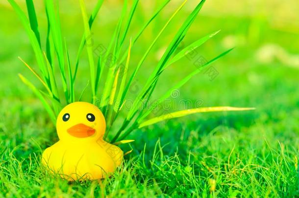 早上在草地和阳光下<strong>可爱</strong>的黄色橡胶<strong>鸭子</strong>