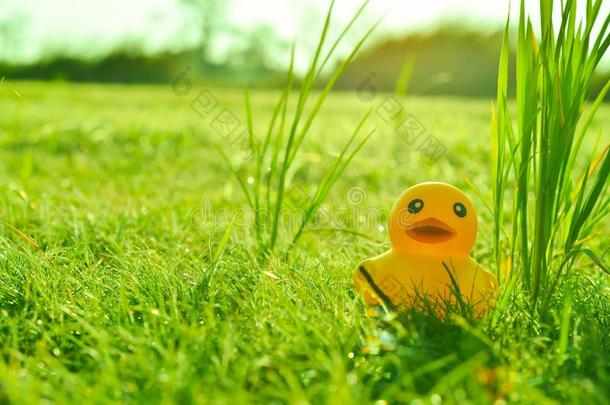 早上在草地和阳光下可爱的黄色<strong>橡胶鸭子</strong>
