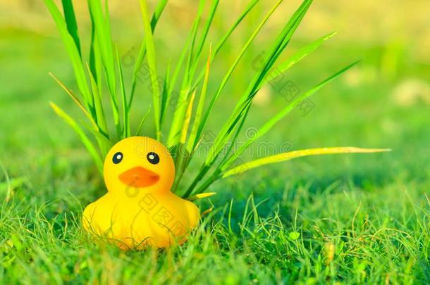 早上在草地和阳光下可爱的黄色橡胶鸭子