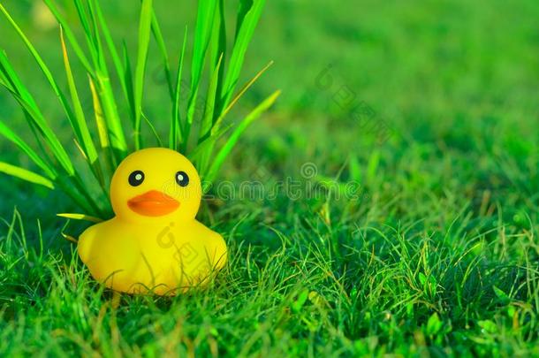 早上在草地和阳光下可爱的黄色<strong>橡胶鸭子</strong>