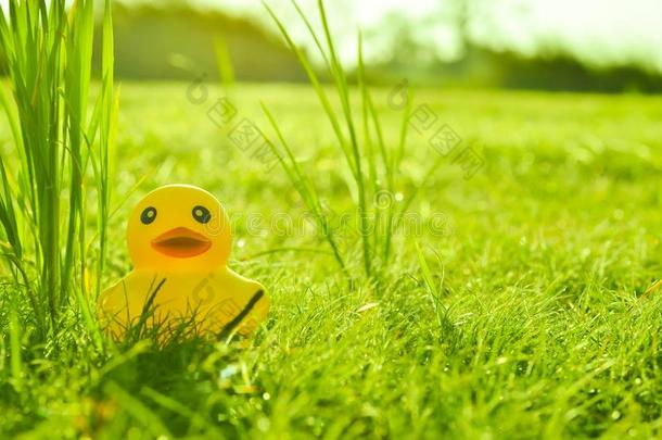 早上在草地和阳光下可爱的黄色橡胶鸭子