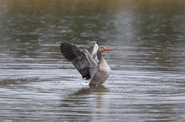 在雨中，灰色的鹅在水里移动翅膀
