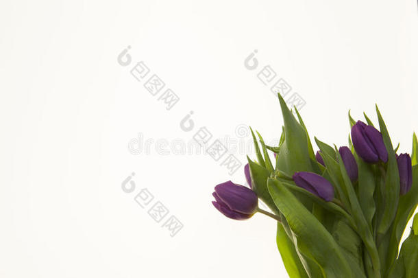 结婚纪念日用鲜花的卡片。 带有郁金香的贺卡背景