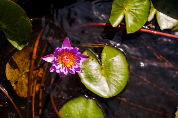 盛开的粉红<strong>莲花</strong>