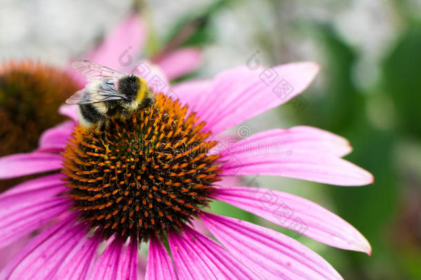 特写图片关于蜜蜂采集花蜜的紫色花朵，博克绿色背景