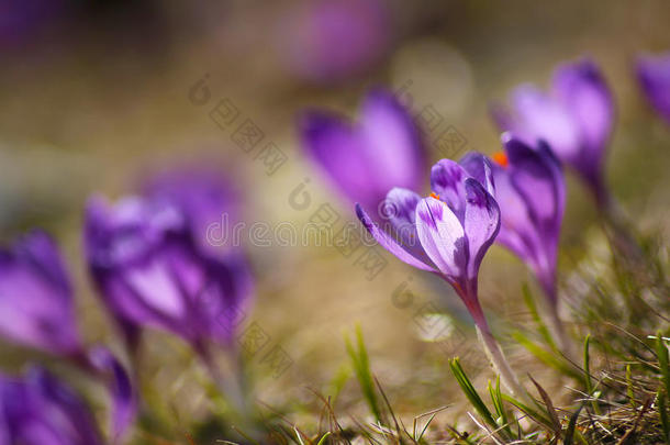 草地上美丽的紫色番红花